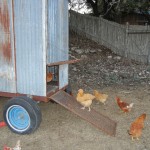 Into the Chicken Trailer