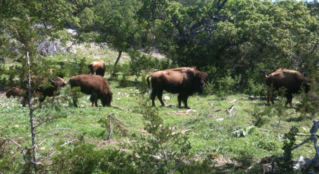 Bison in spring