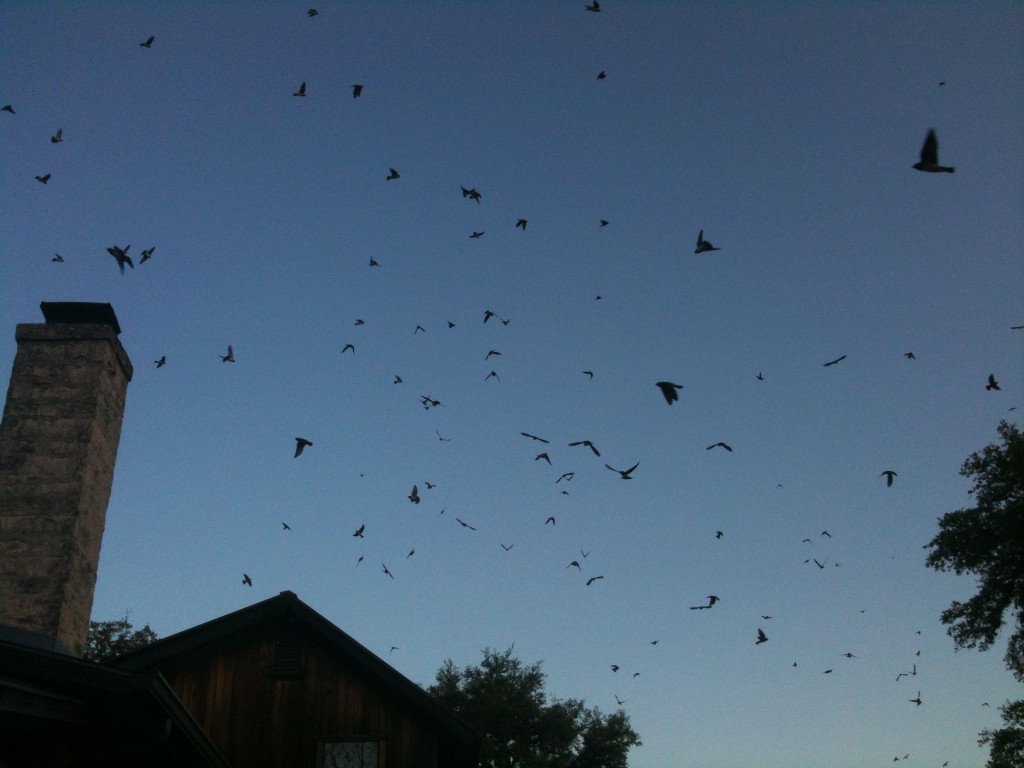 Swallows at the Main House
