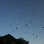 Swallows at the Main House