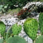 Late spring cactus