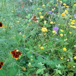 June wildflowers