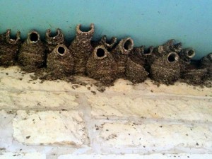 Cliff swallow nests at Madroño Ranch